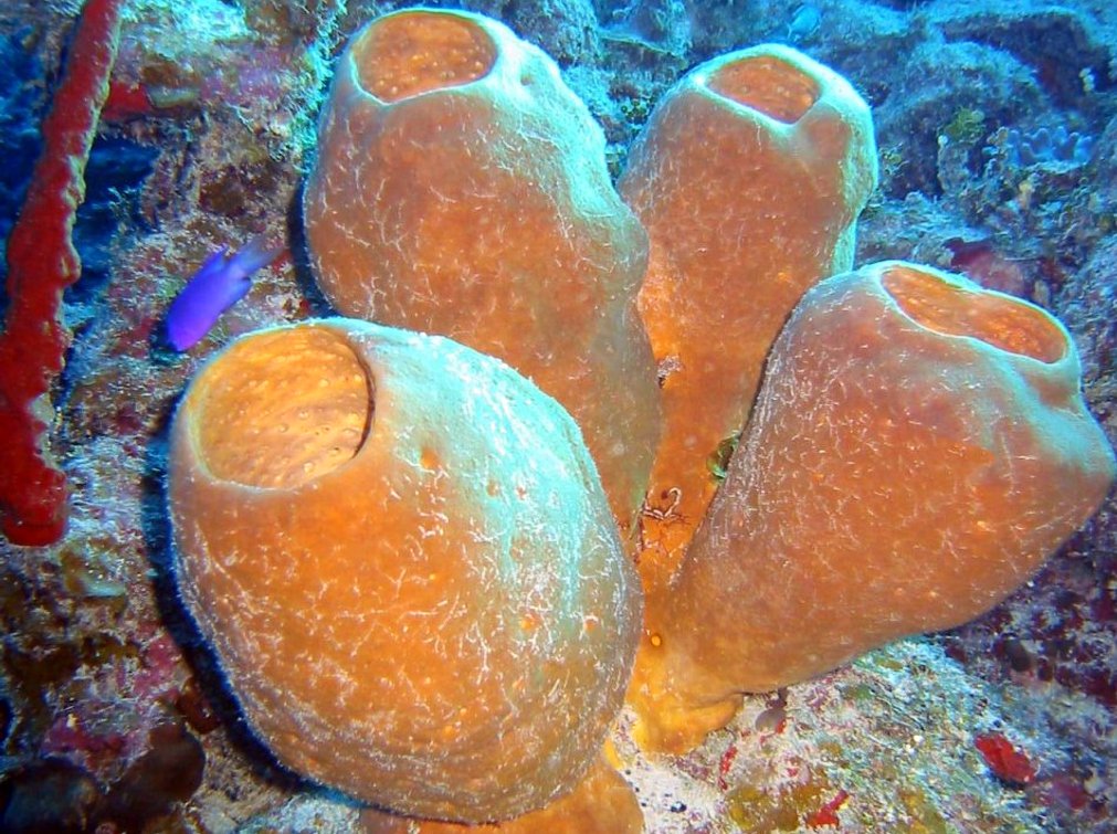 Agelas conifera